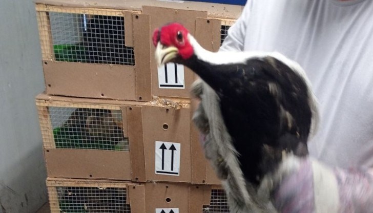 Спряха износа на три двойки защитени фазани на летище „София“