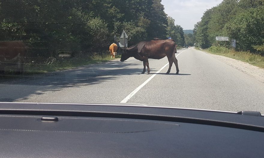 Шок! Коне и крави изскачат в трафика при прохода Предел