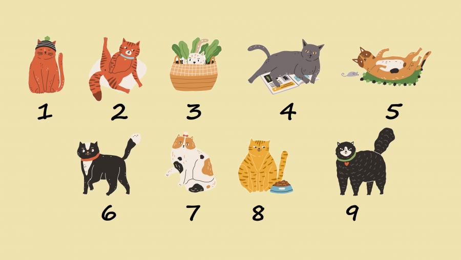Забавен тест: Избери котка и научи своя тип характер