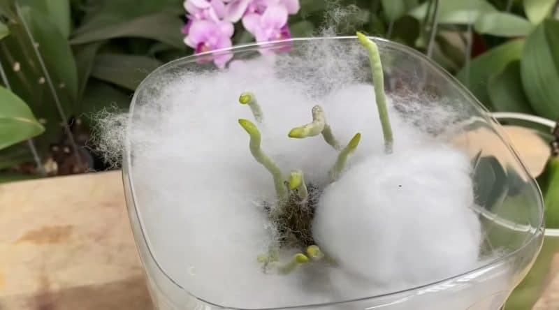 Засадете орхидеята с листата надолу, за да я спасите от сигурна смърт! 7