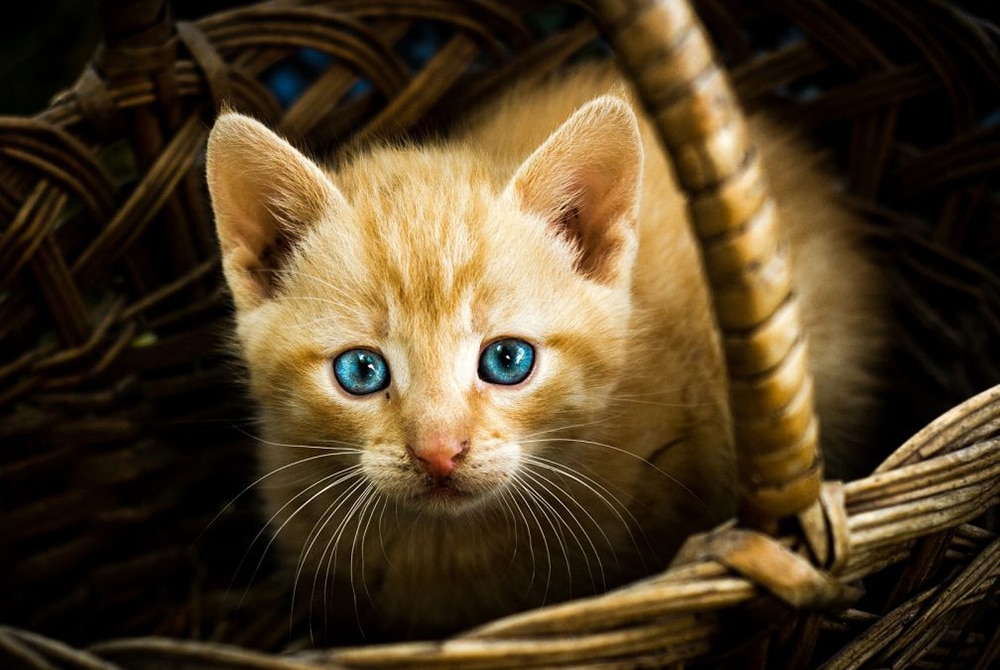 Невидимите сигнали на котката, че в дома ви цари щастие или ви грози опасност: 1