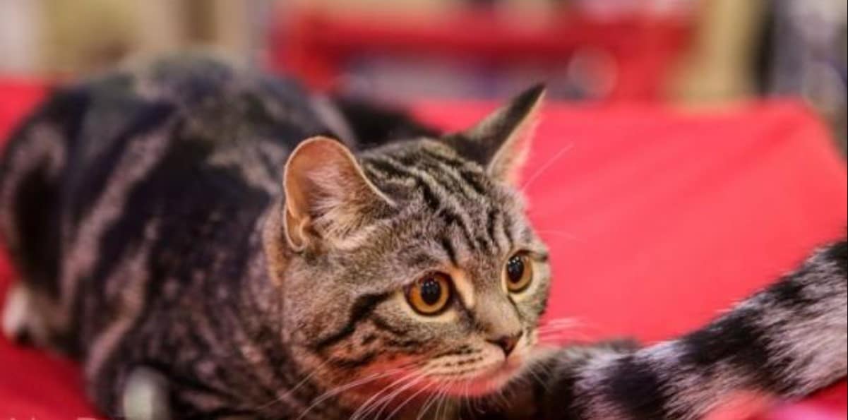 Невидимите сигнали на котката, че в дома ви цари щастие или ви грози опасност: