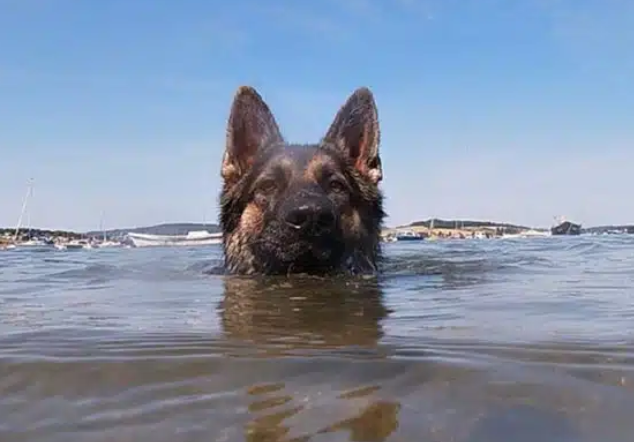 Най-верният приятел: Куче плувало 11 часа, за да помогне на стопанина си