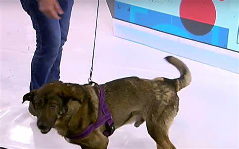 Animal Rescue: Кучето Мечо е бил връзван, удрян е тежко и имаше прорезни рани по цялото тяло