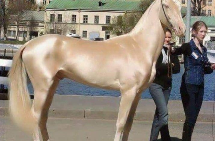 Най-красивият кон в света прилича на изваян от злато. Определено трябва да го видиш!