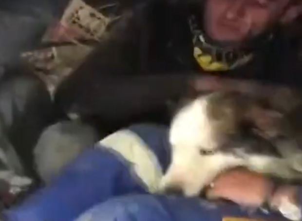 Кучето Алекс оцеля под отломките в Антакия цели 23 дни след земетресението