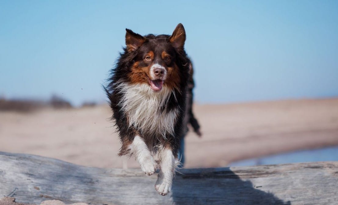 Куче измина 240 км по ледовете на Берингово море, за да се върне у дома