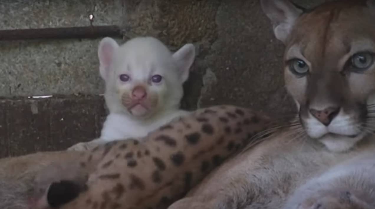 Рядък случай в никарагуанския зоопарк: роди се бяла пума