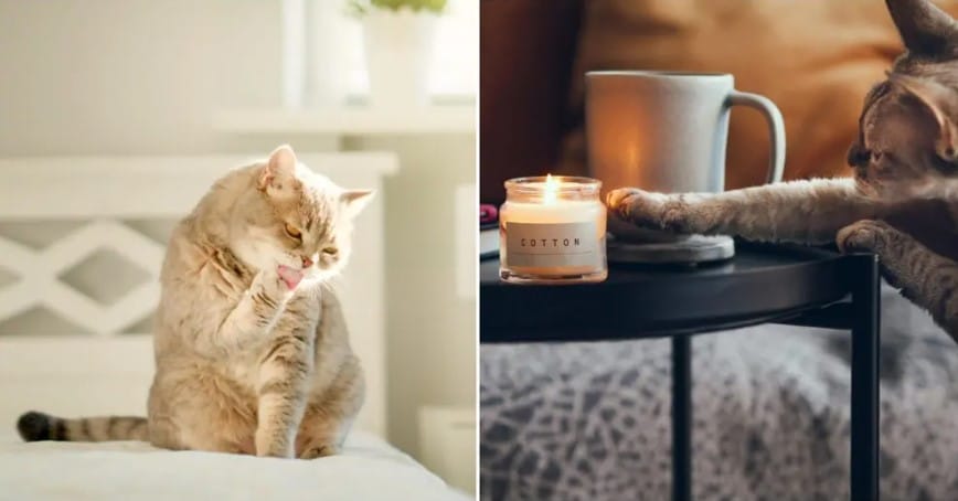 Стана ясно защо любимите ни пухкави домашни любимци – котките обичат да бутат предмети