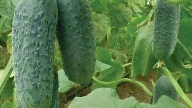Трите най-добри хибридни сорта краставици, ще берете по 10 до 15 килограма на квадратен метър!